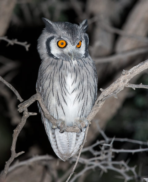 White-faced Owl